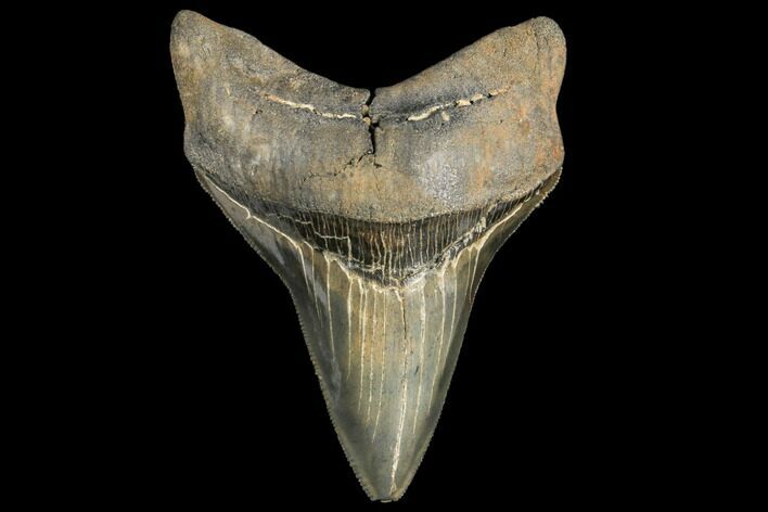 Serrated, Fossil Megalodon Tooth - South Carolina #134287